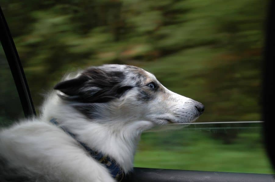 A dog with its head in the wind