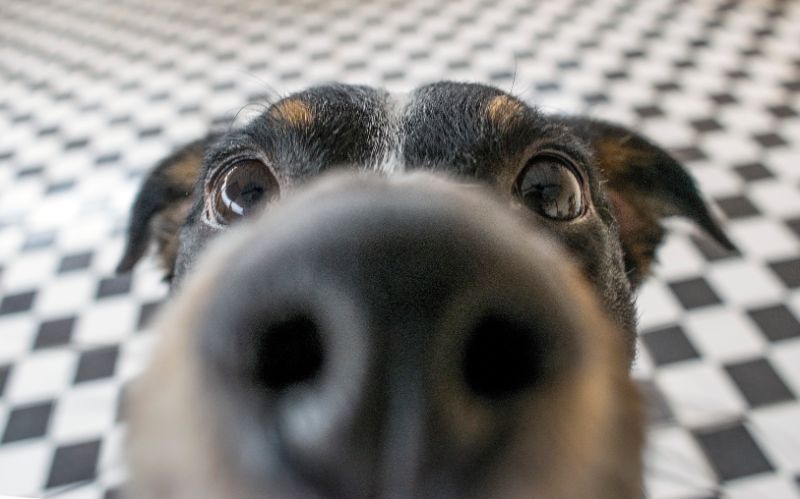 A dog sniffing the camera lens.