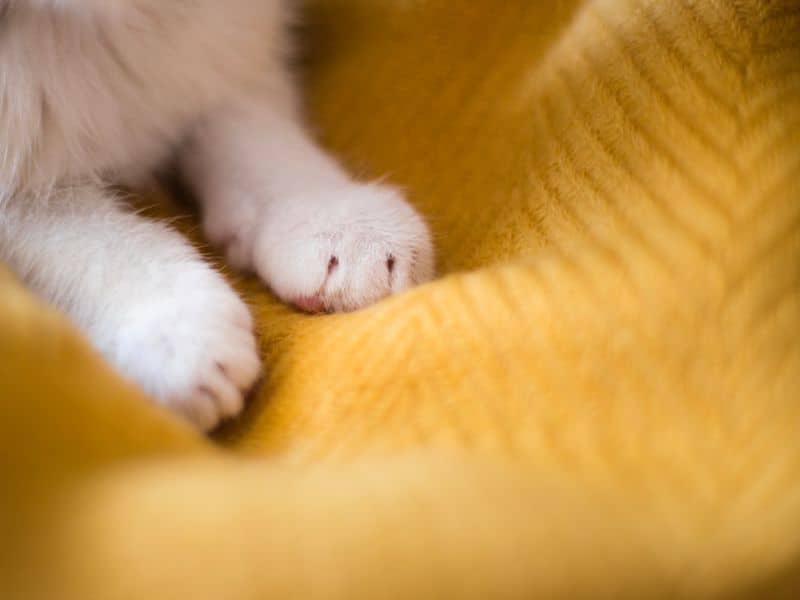 A cat's paws kneading
