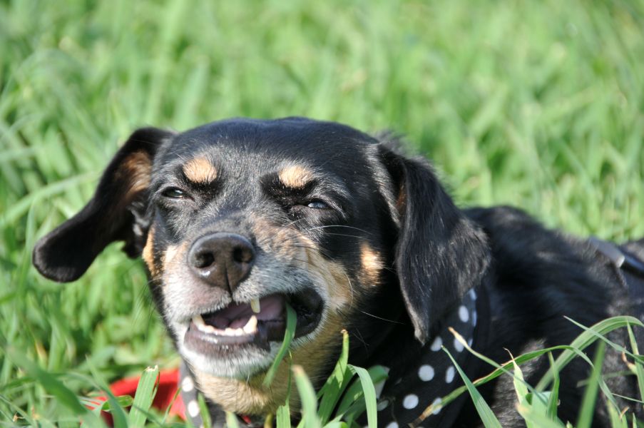 Pet dog eatting grass.
