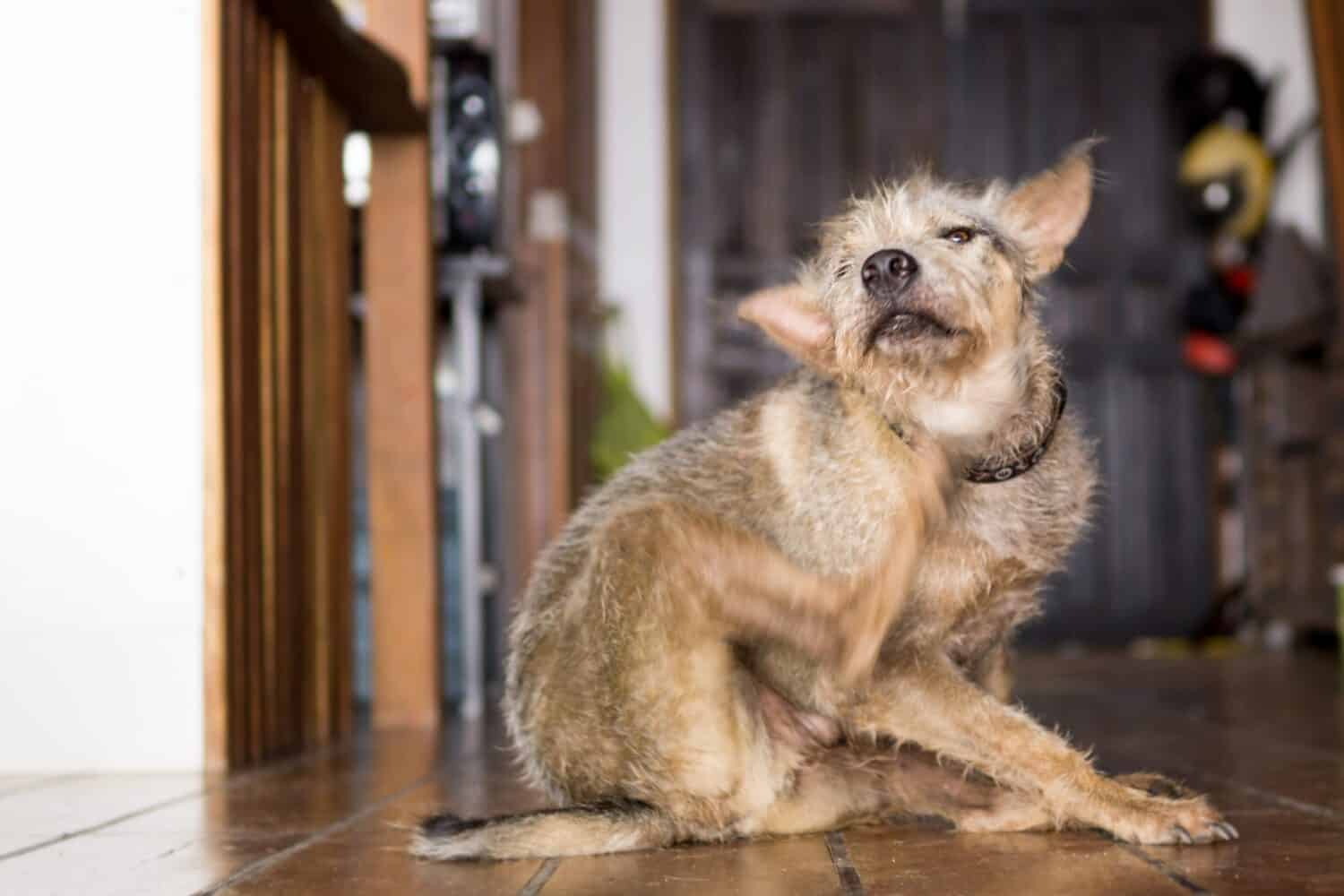 Happy pet terrier dog scratching chin with leg