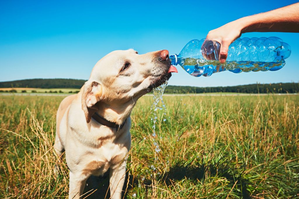 A hot dog drinking water.