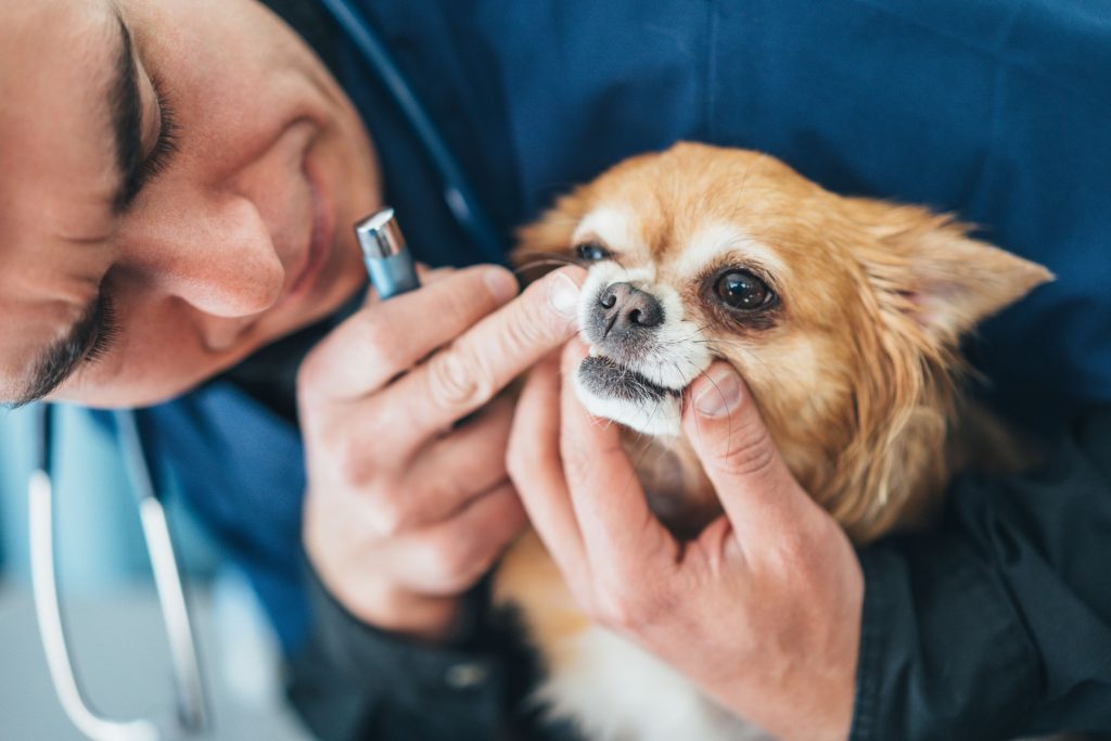 Dog getting a dental checkup
