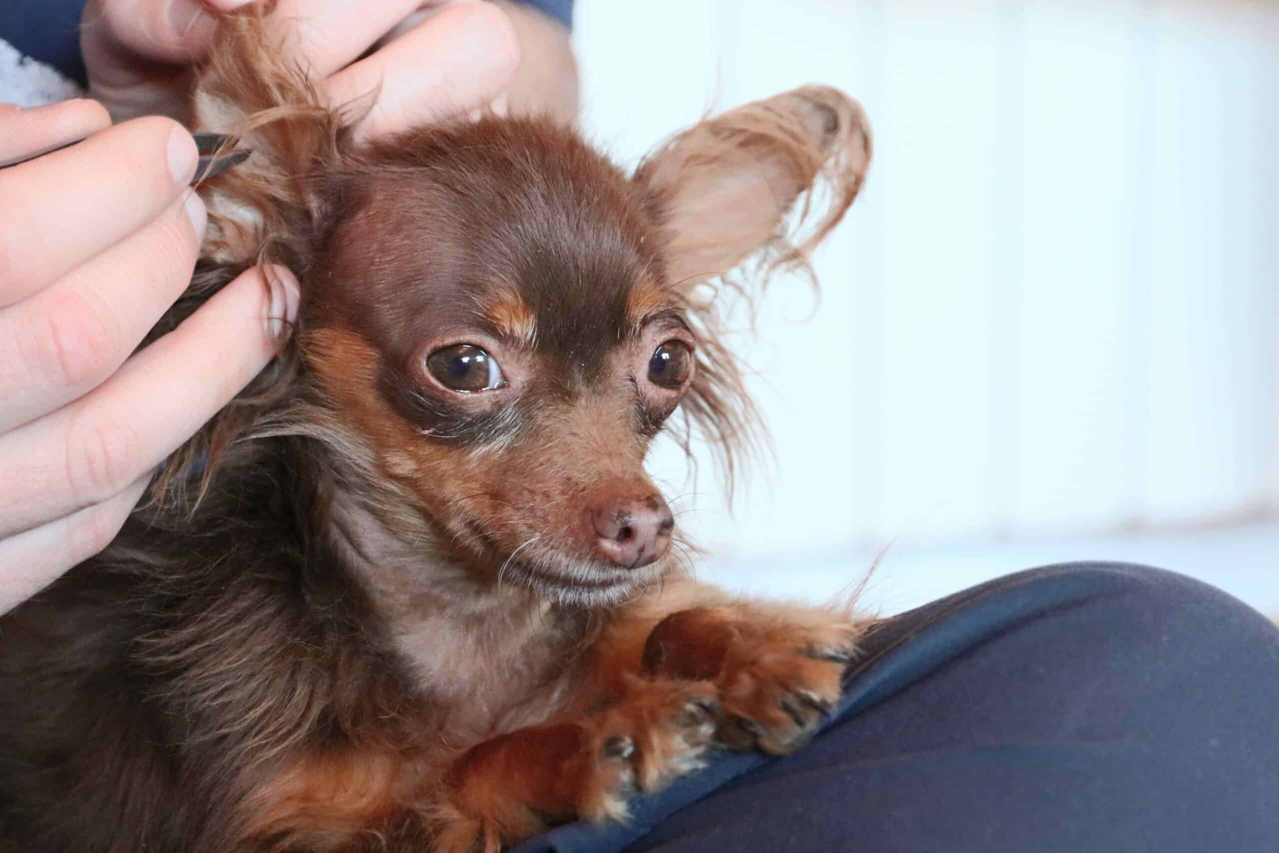 Rocklin, CA Veterinary Blog iStock1219224711 Rocklin, CA