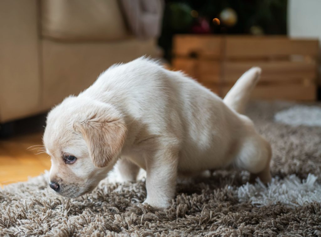 A puppy peeing on the carpet.