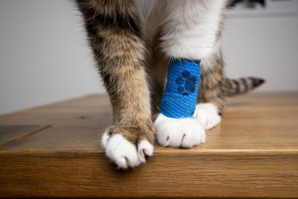 cat wearing bandage.