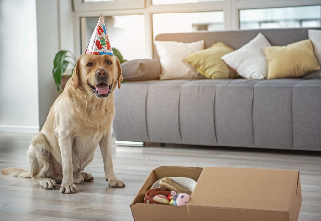 Happy Dog on birthday.