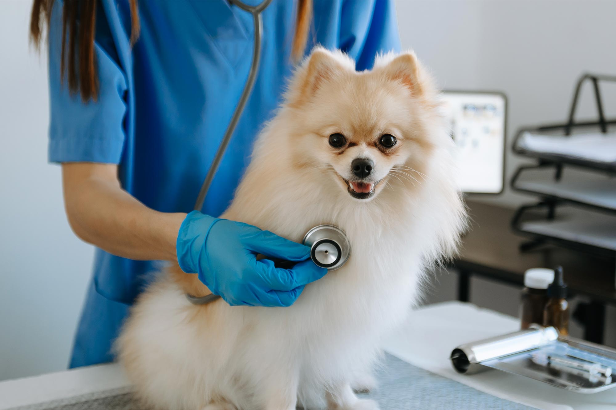 Heart Murmurs in Dogs: What You Need To Know