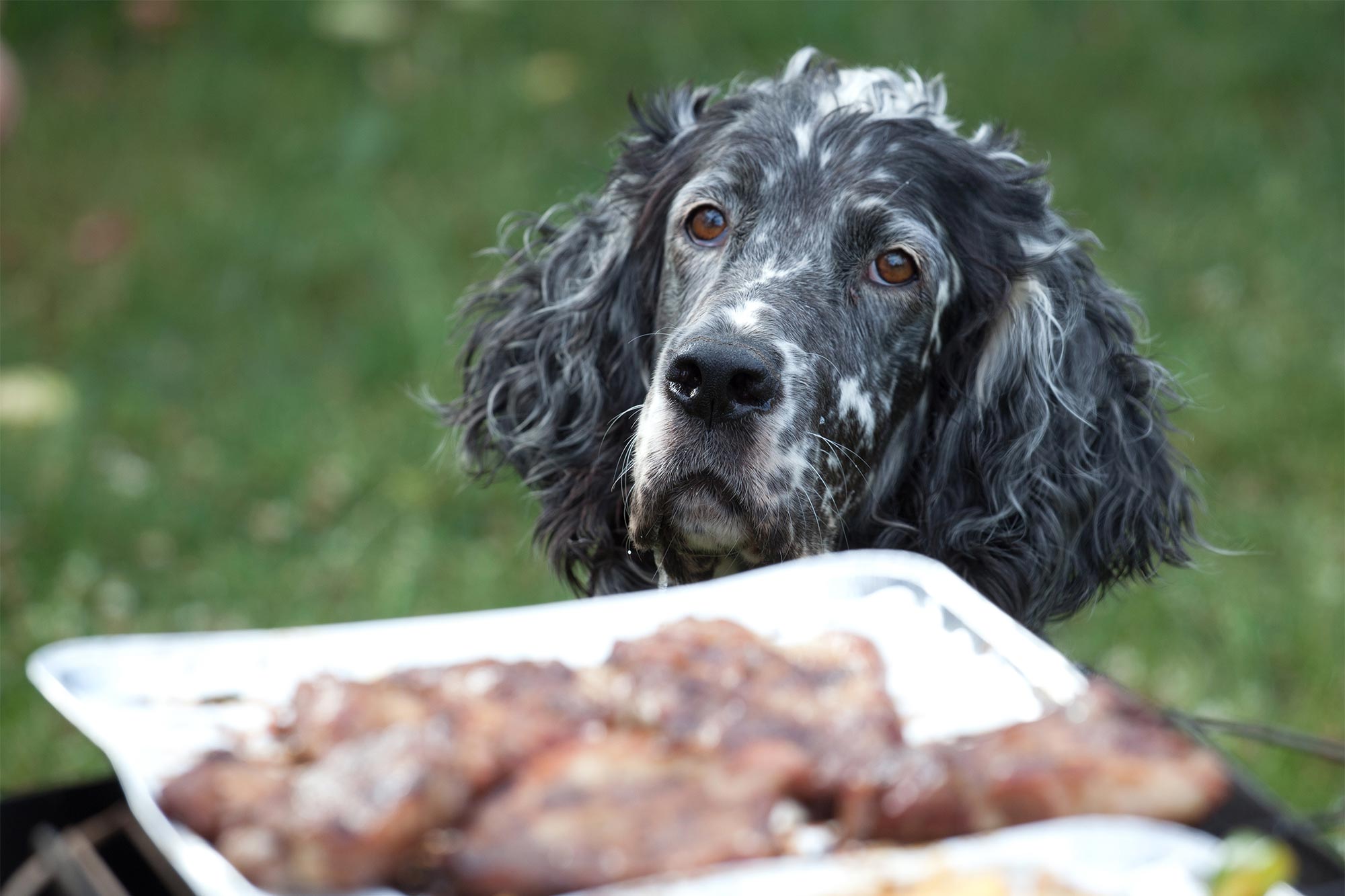Harmful BBQ Foods You Shouldn’t Feed to Your Pet