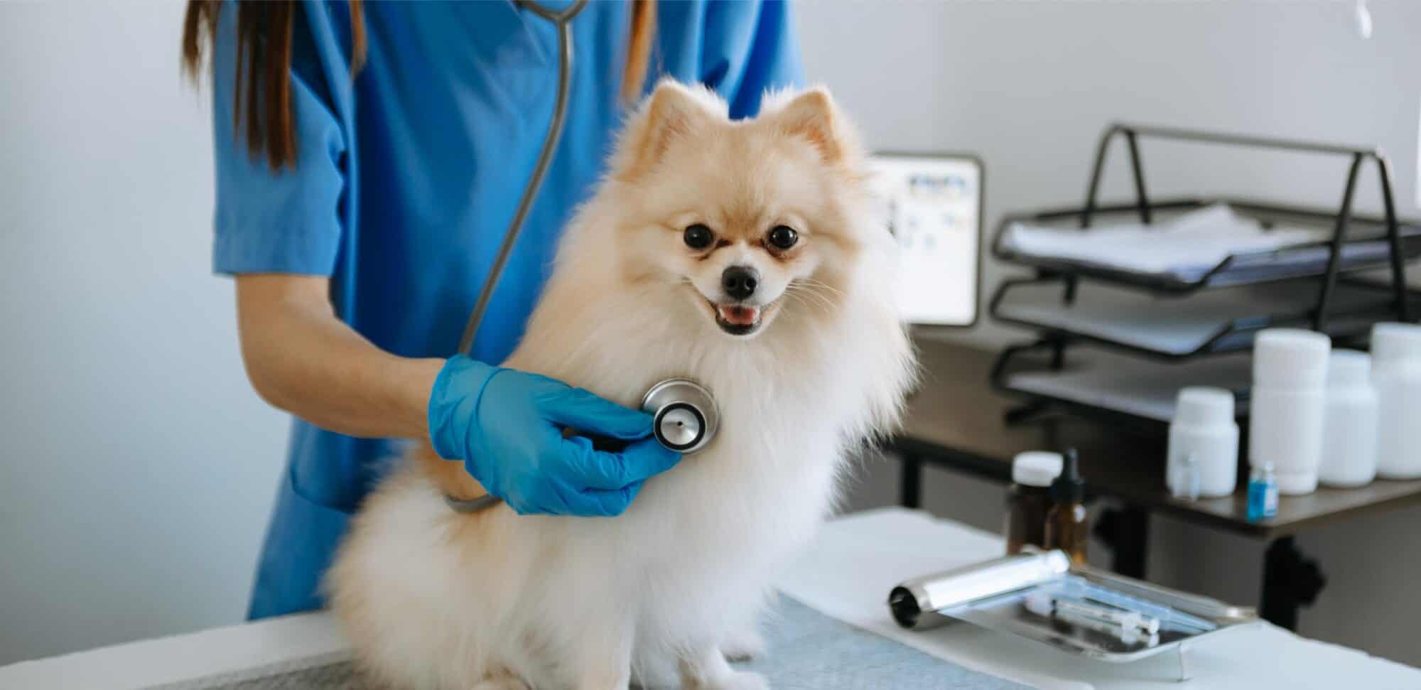 Heart murmurs and Dogs.