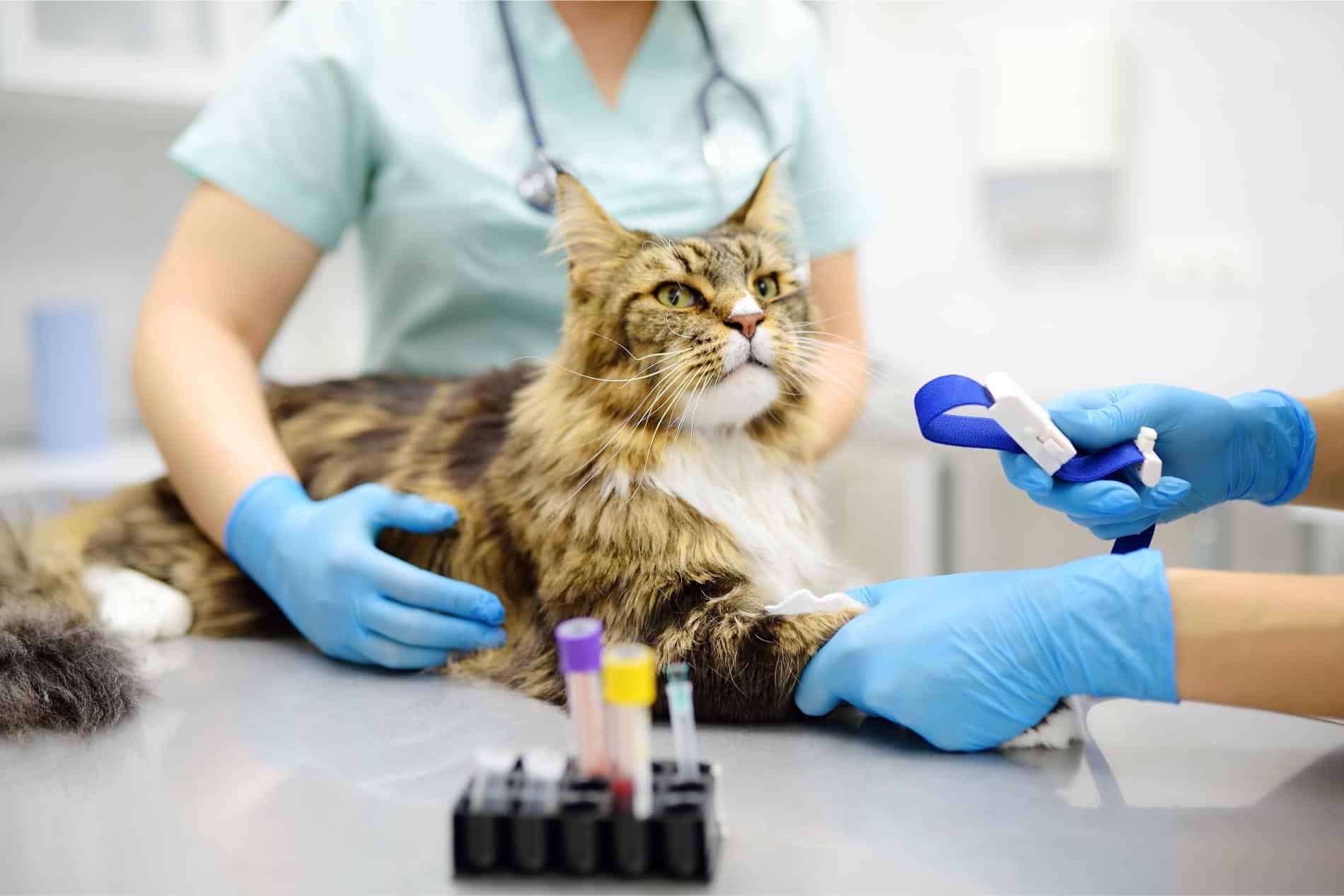 cat at vet office.