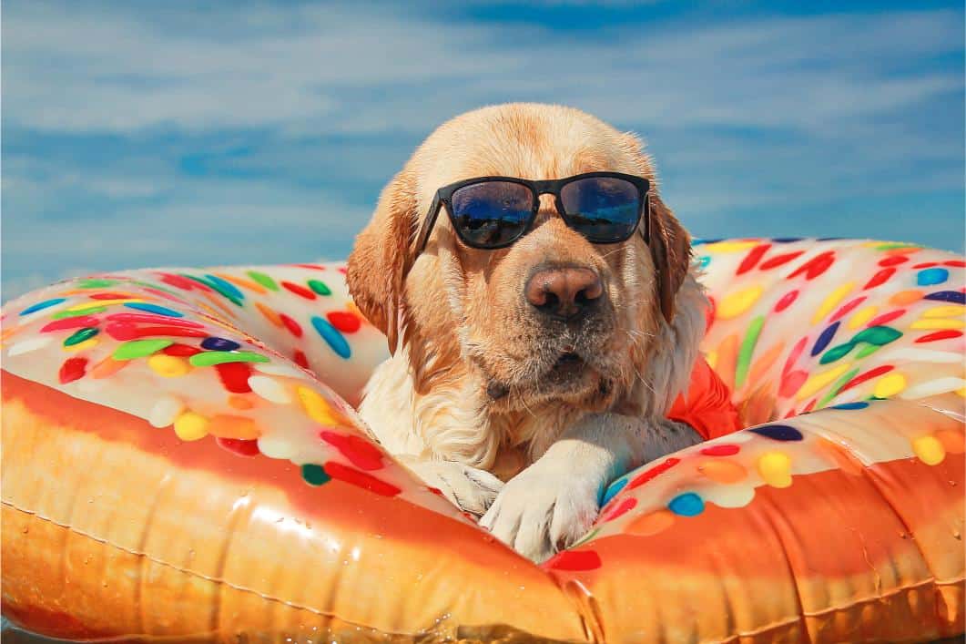 Dog in a swimming pool.