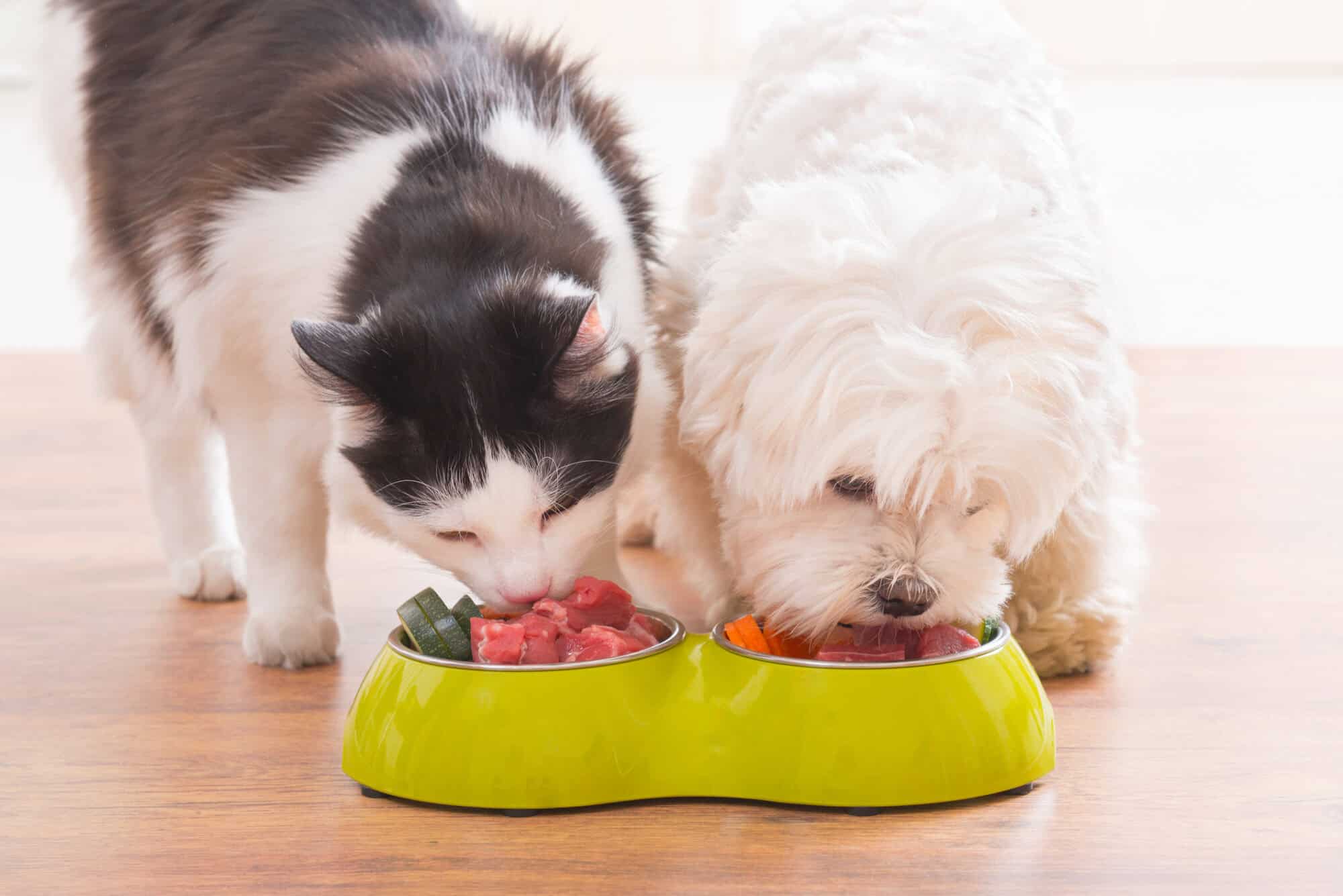 How Fiber Boosts Your Pet’s Gut Health