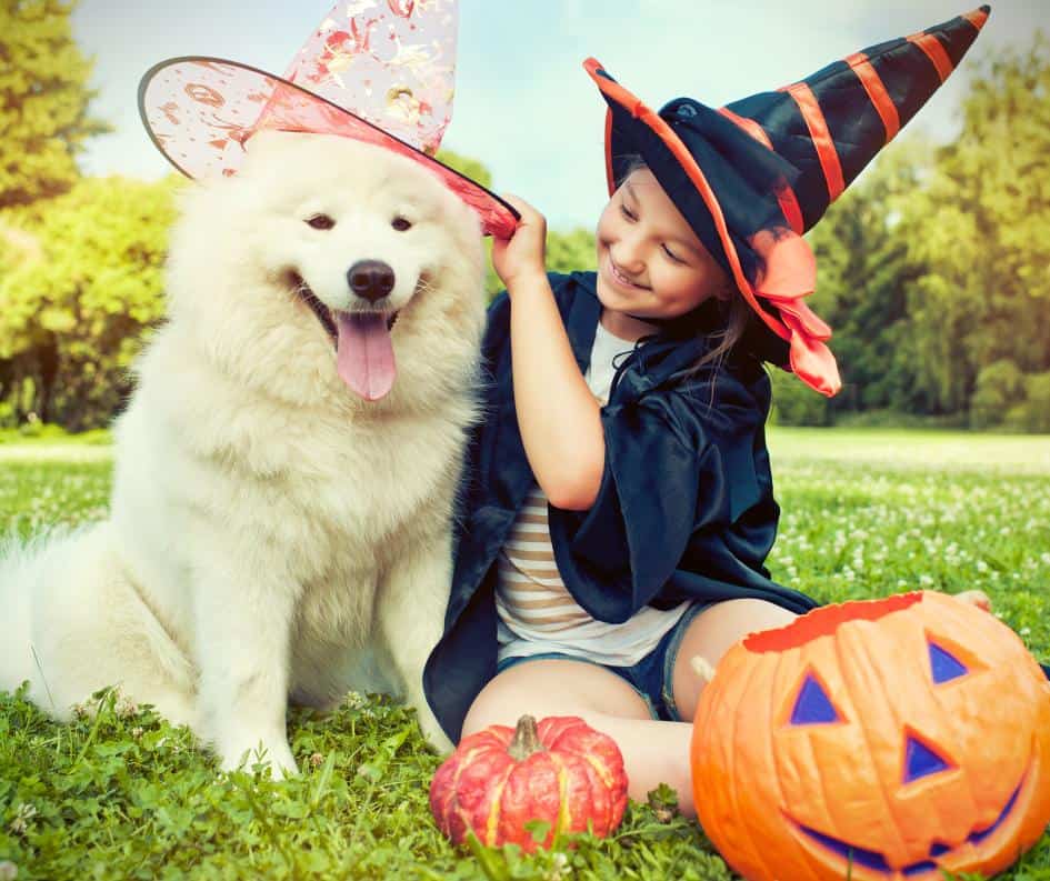 Guide to Pet Safety on Halloween.