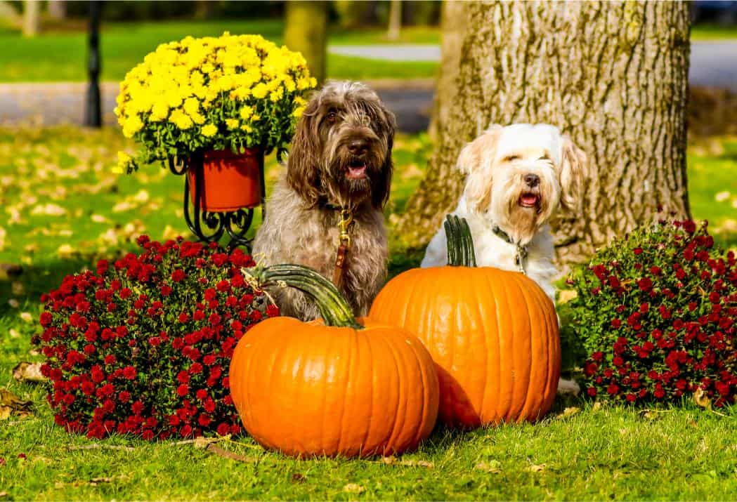 Fall Plants Hazardous To Pets