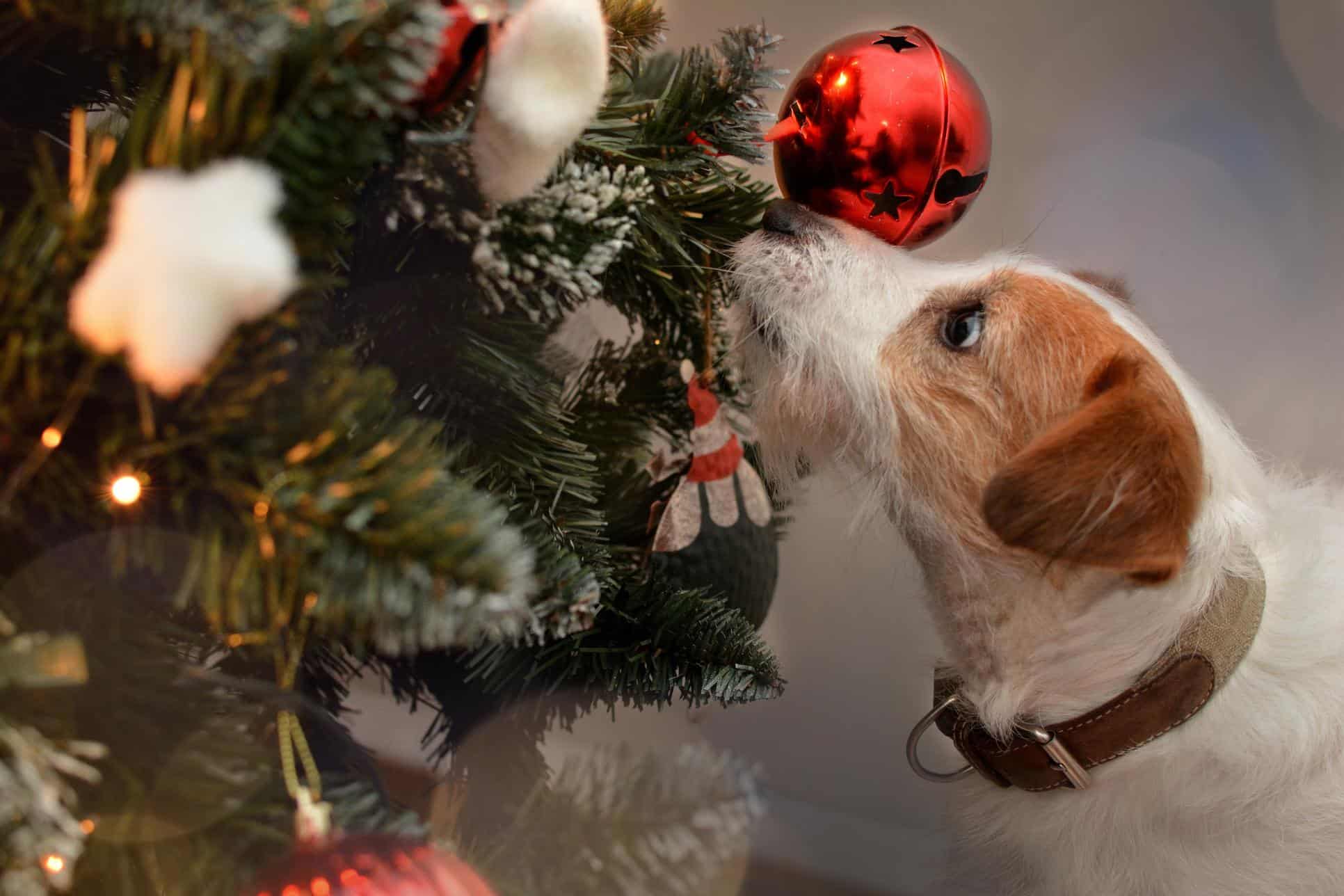 Holiday Decoration Dos and Don’ts for Pet Owners