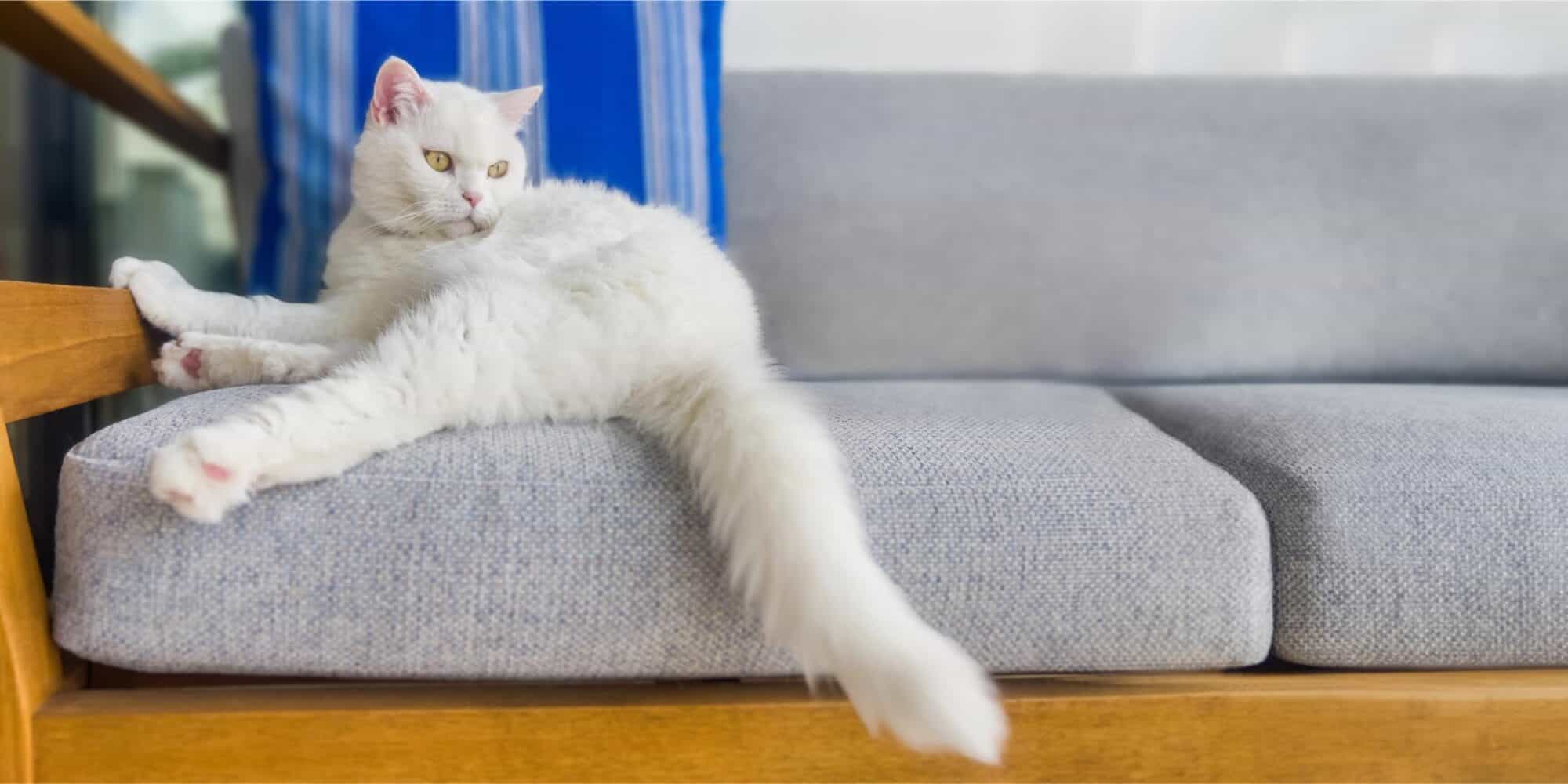 Common Cat Tail Injuries.