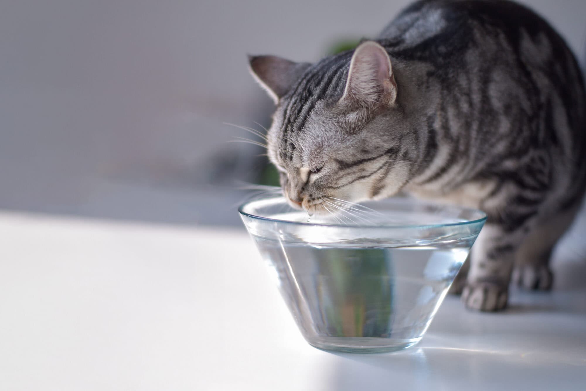 Why Is My Cat Drinking More Water? Early Signs of Kidney or Thyroid Disease