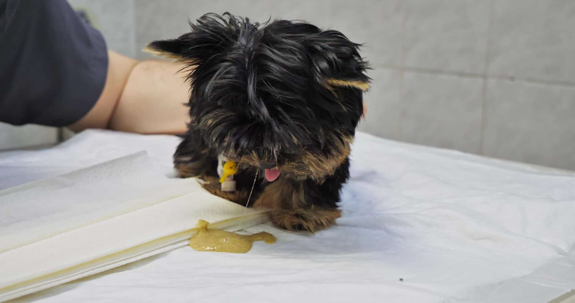 When Vomiting and Diarrhea Happen Together: What Vets Look For First