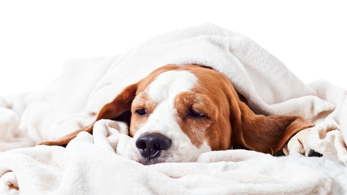 Sudden Vomiting and Diarrhea in Dogs: When to Worry About Dehydration
