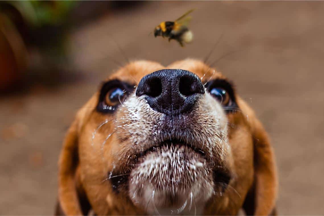 Insect Stings in Pets: When Swelling Requires Veterinary Care