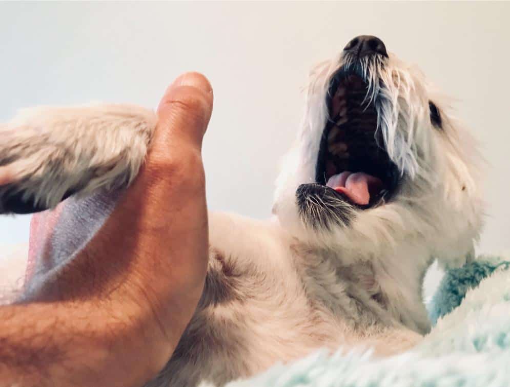 Understanding Epilepsy in Pets: Symptoms, Diagnosis, and Treatment Options