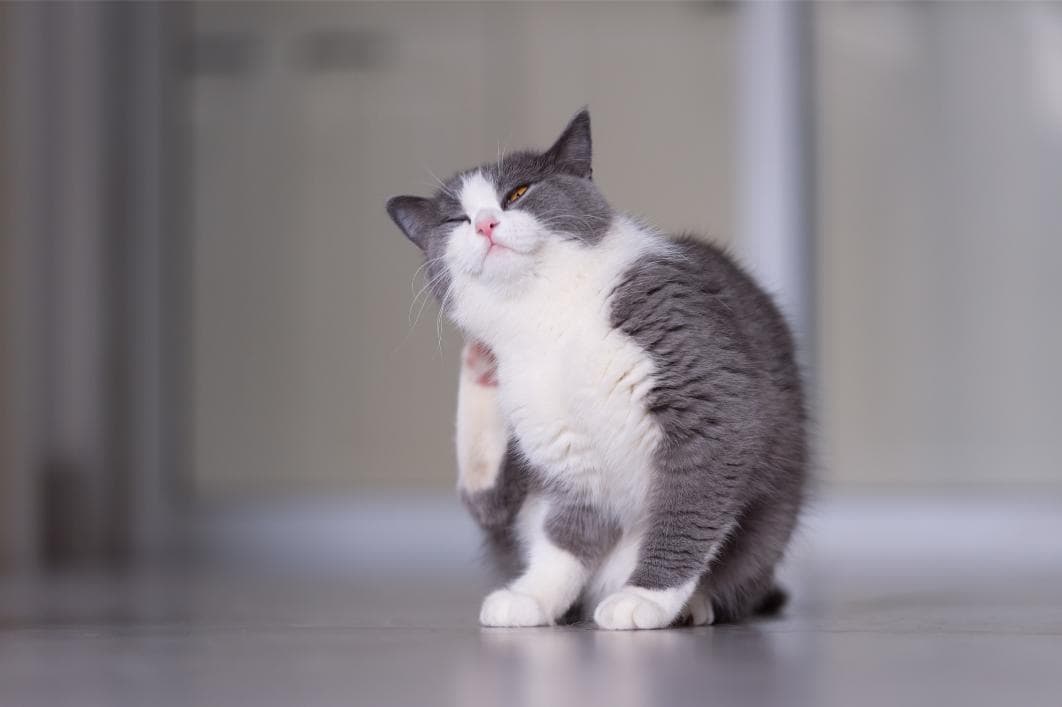 Cat scratching itself.