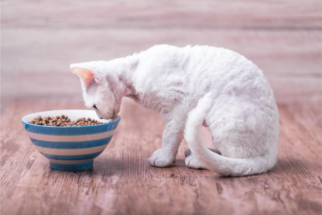 Why Is My Cat Losing Weight Even Though It’s Eating?