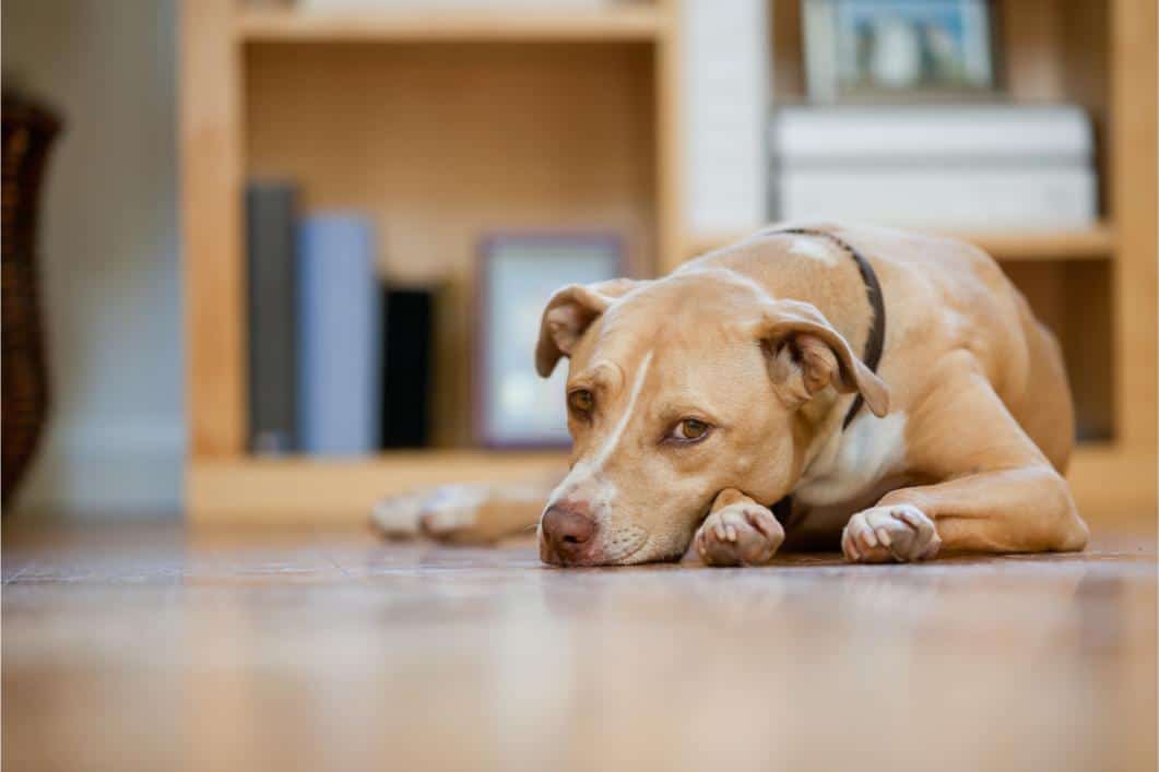 Sudden Lethargy in Dogs: When Low Energy Signals a Medical Problem