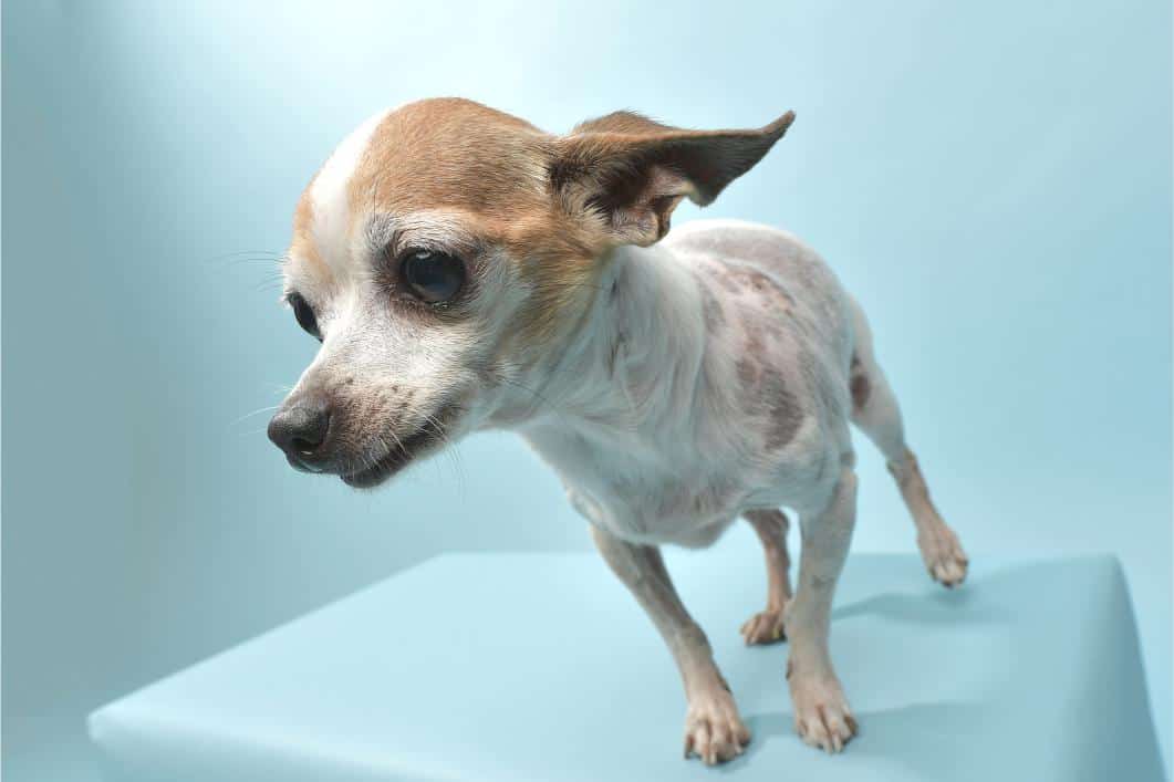 Understanding Cushing’s Disease in Dogs: Early Signs Pet Owners Miss