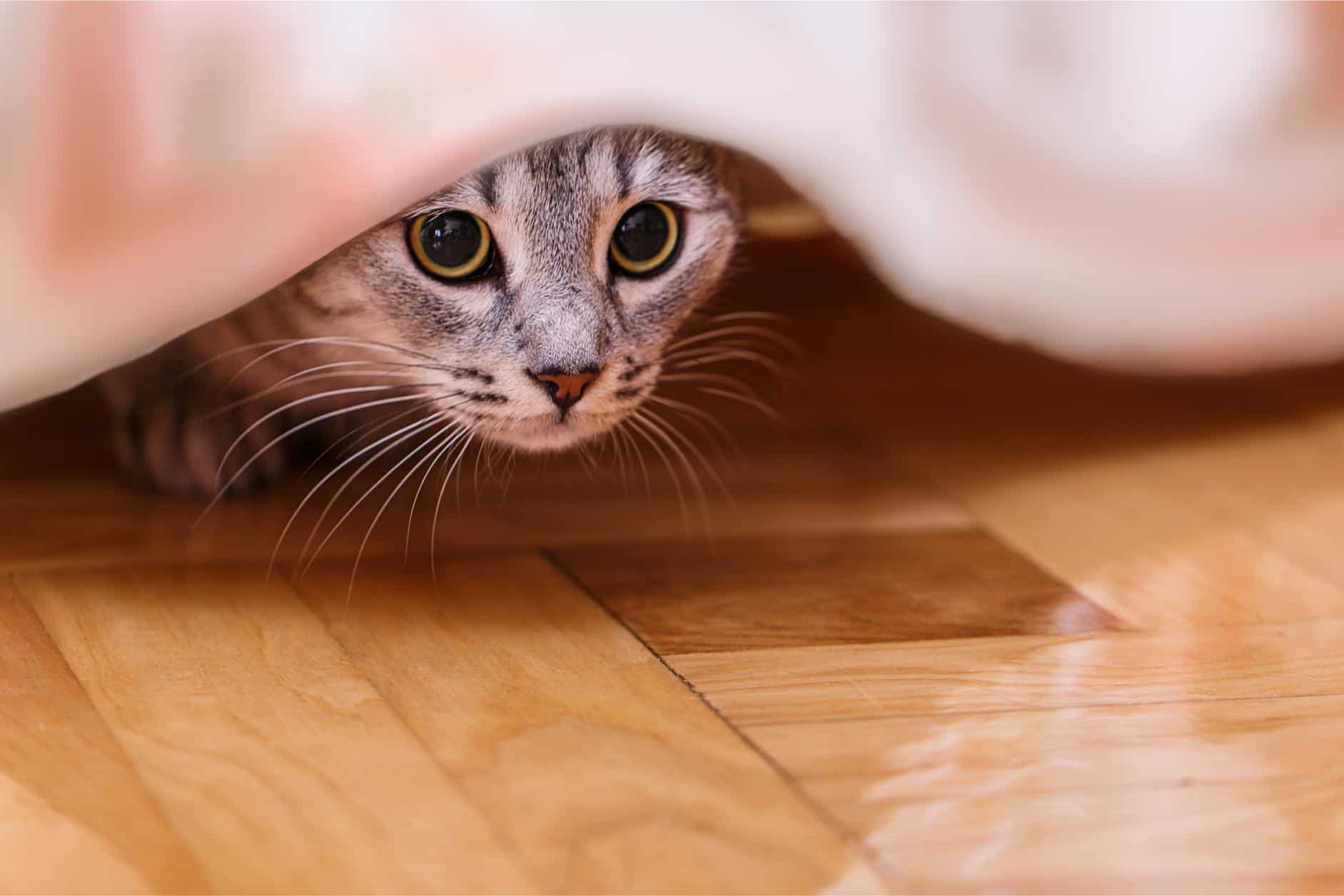 Why Is My Cat Hiding? Medical Reasons Behind Sudden Behavioral Changes