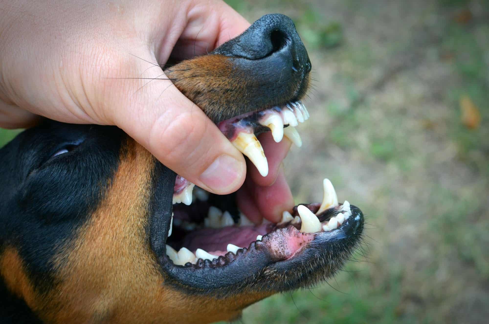 Dog with bad breath.