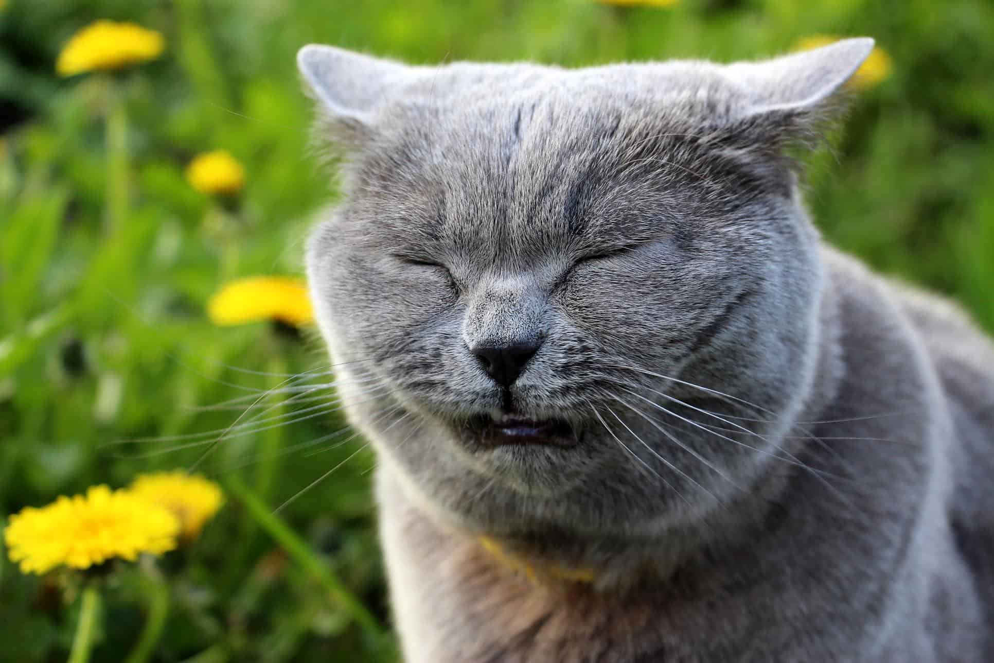 Why Is My Cat Sneezing? Common Causes Beyond a Cold