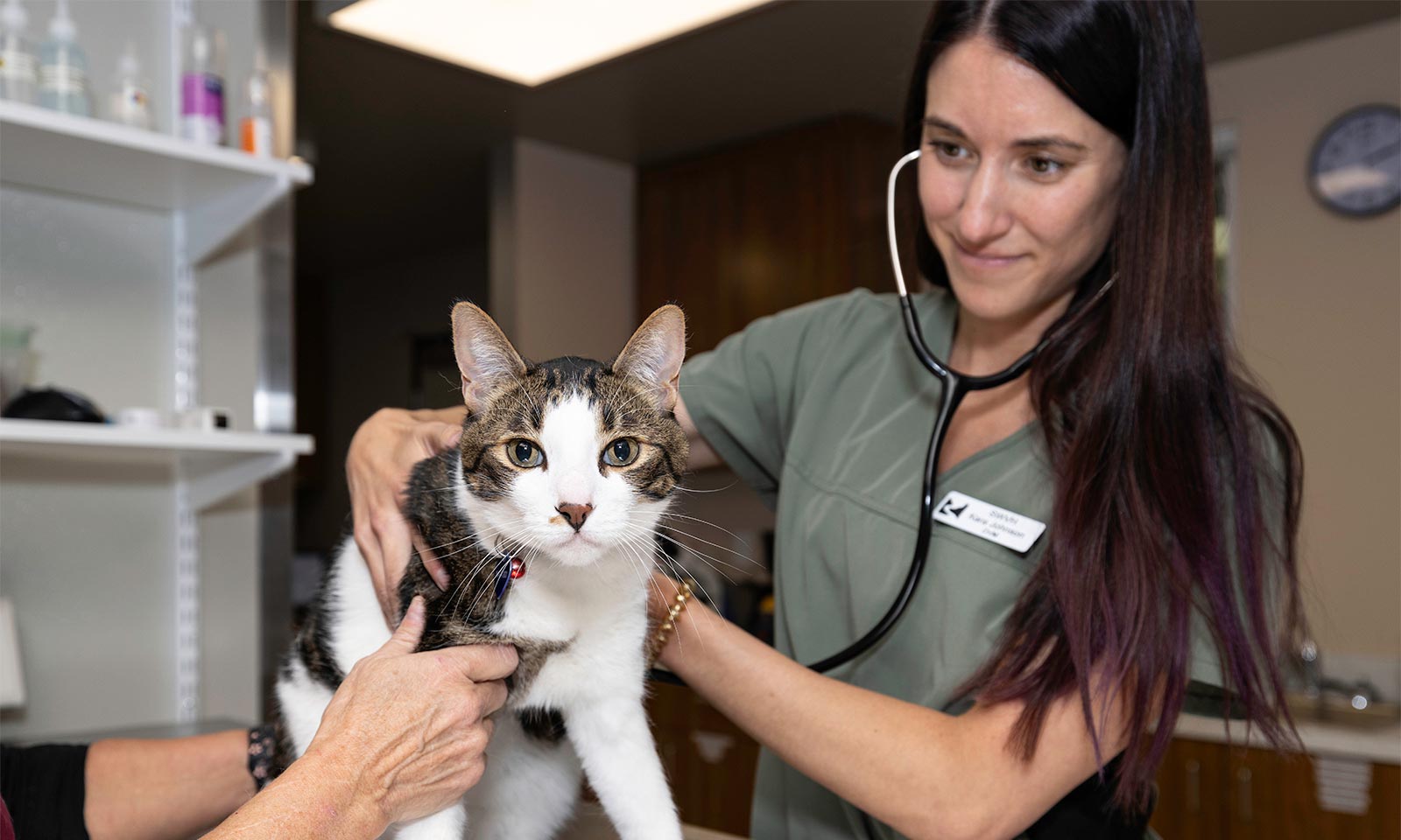 A cat being examined